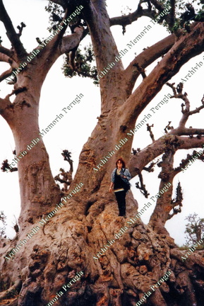 La scalata del baobab di Silvana Bachiorri 